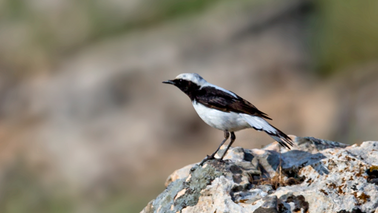 Finsch's Wheatear